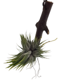 Tillandsia ionantha Lískový oříšek Holm´s Ziptelmutze