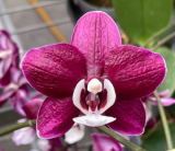 Phalaenopsis Kaoda Twinkle Parfum - nakvétající