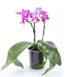 Phalaenopsis Calvina Parfum