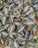 Pilea spruceana Silver Leaf