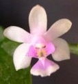 Phalaenopsis decumbens