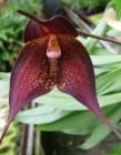 Dracula hirtzii