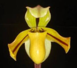 Paphiopedilum druryi 