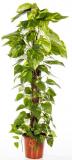 Epipremnum pinnatum 'Aureum' - sloupek, 150 cm