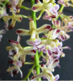 Acriopsis javanica (liliifolia) 