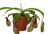  Nepenthes 3