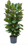 Ficus elastica ´Robusta´ - 3 rostliny, 150 cm