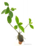 Hydnophytum mosleyanum
