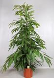 Ficus binnendijkii 'Amstel King' - 140 cm