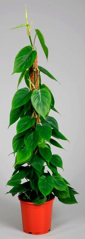 Philodendron scandens - sloupek 120 cm 