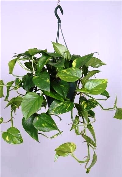Epipremnum pinnatum 'Aureum' - závěs