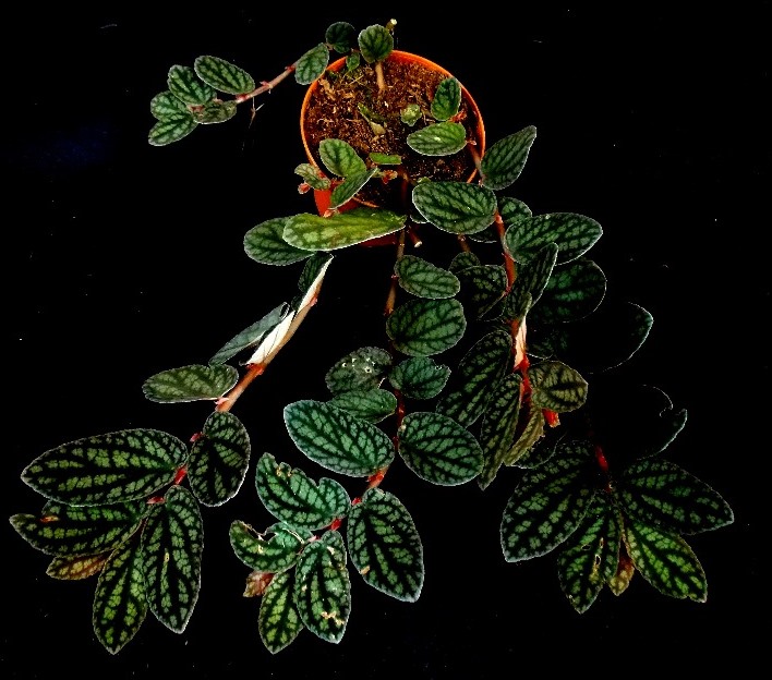 Pellionia pulchra