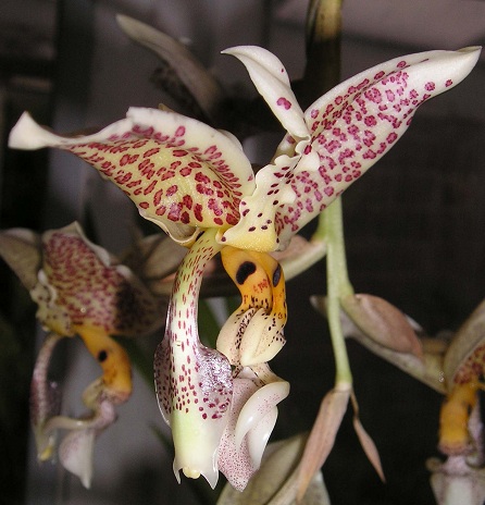Stanhopea oculata 