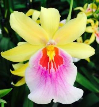 Miltonia Sunset