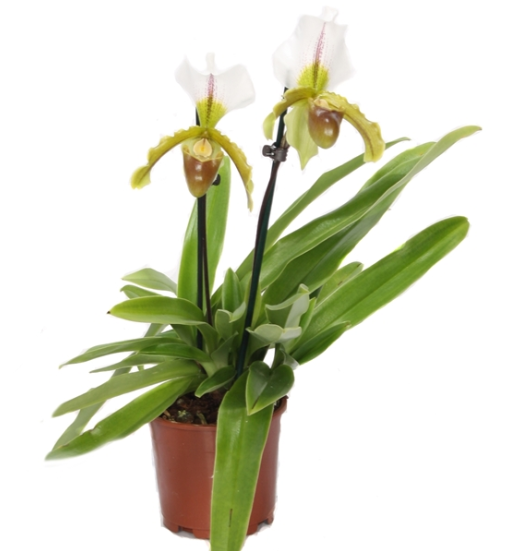 Paphiopedilum × leeanum - 3 rostliny - nyní nekvetoucí