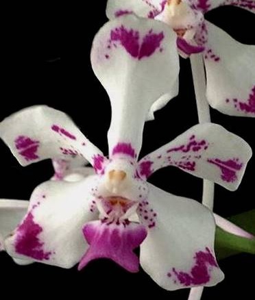 Vanda luzonica