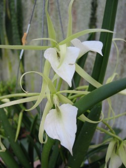 Brassavola nodosa 