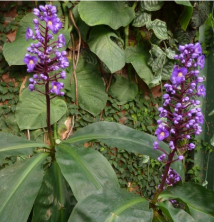 Dichorisandra thyrsiflora