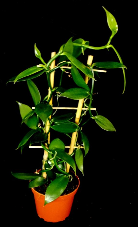 VANILKA - Vanilla planifolia