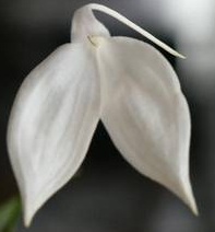 Masdevallia coccinea var. alba