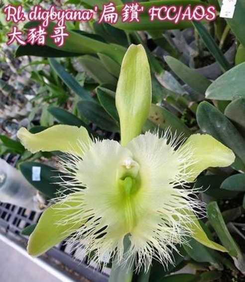 Rhyncholaelia digbyana Green Giant FCC/AOS