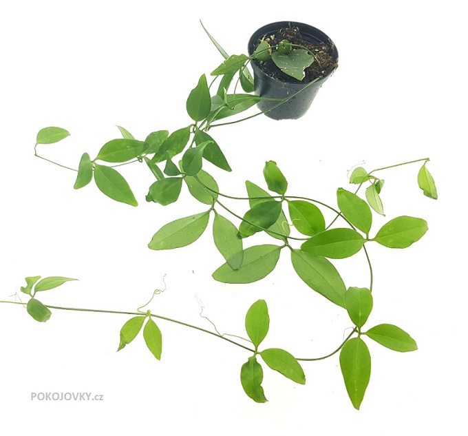 Neoalsomitra sarcophylla 
