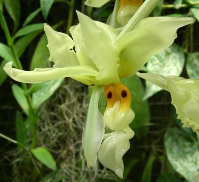 Stanhopea ruckeri