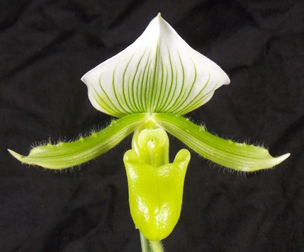 Paphiopedilum Maudiae - kvetoucí 