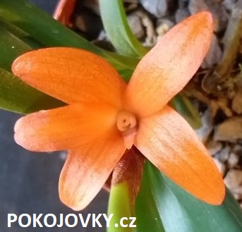 Ceratostylis rubra (retisquama) 