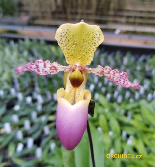 Paphiopedilum dodyanum