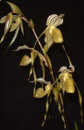 Paphiopedilum kolopakingii (8)