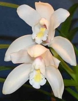 Cymbidium eburneum Yellow