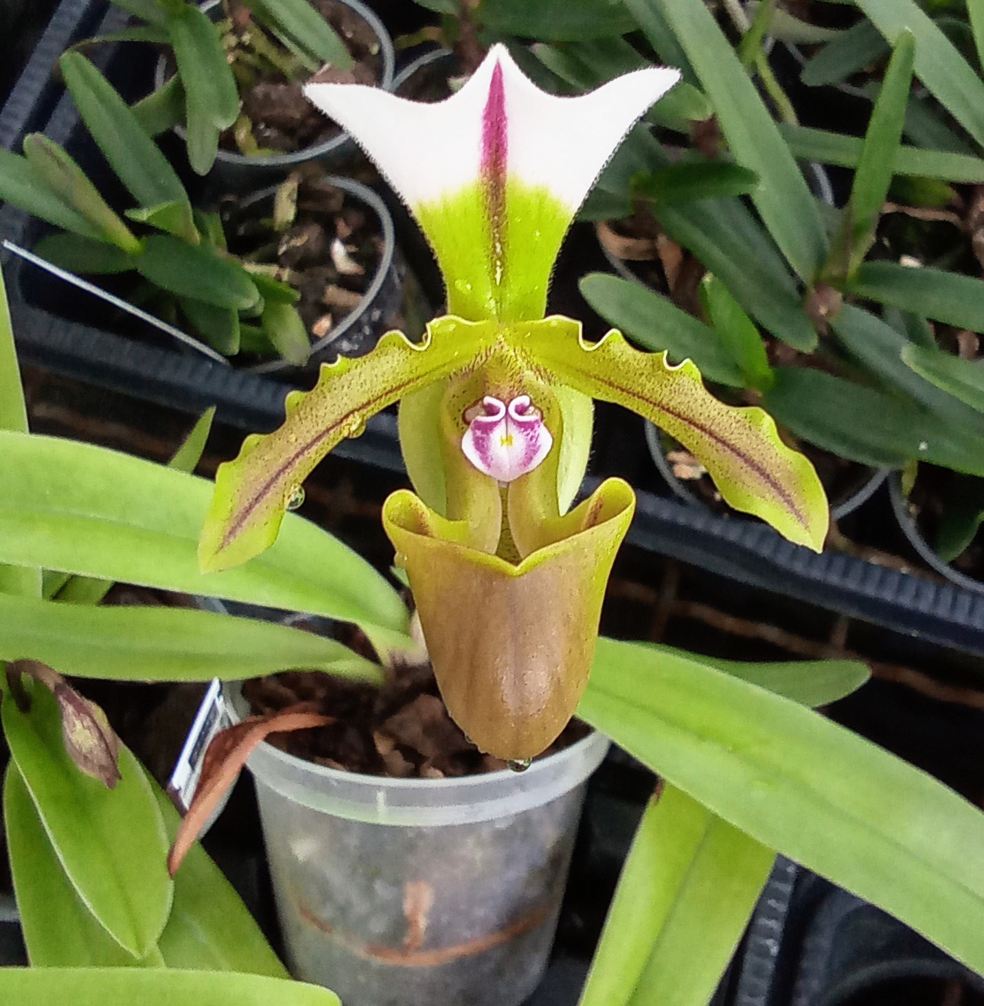Paphiopedilum spicerianum - nakvétající (6)