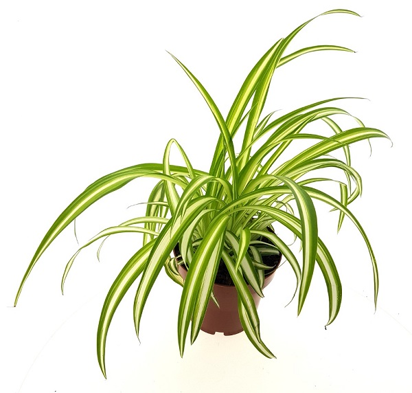 Chlorophytum comosum
