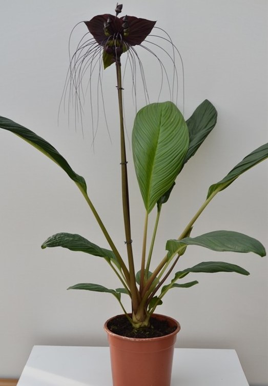 Tacca chantrieri