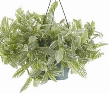 Tradescantia albiflora 'Albovittata' - závěs
