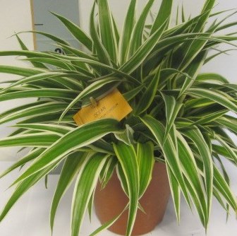 Chlorophytum comosum ´Ocean´