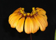 Bulbophyllum mastersianum