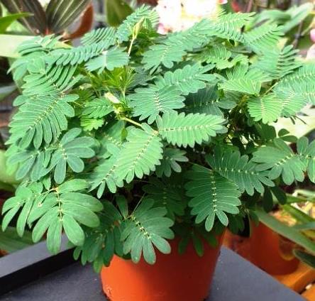 Mimosa pudica - citlivka