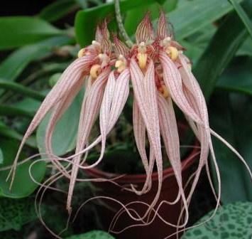 Bulbophyllum 'Louis Sander' - navázána