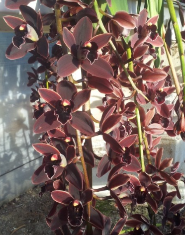 Cymbidium Cali Night Geyseland