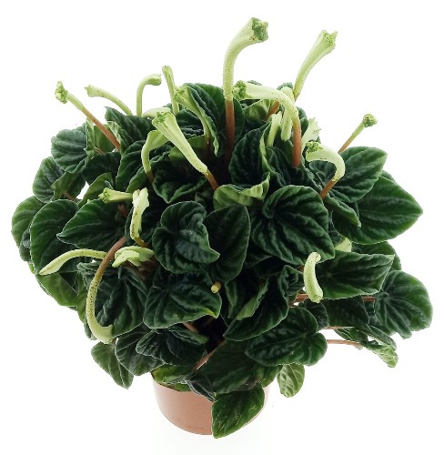 Peperomia caperata ´Lilian´
