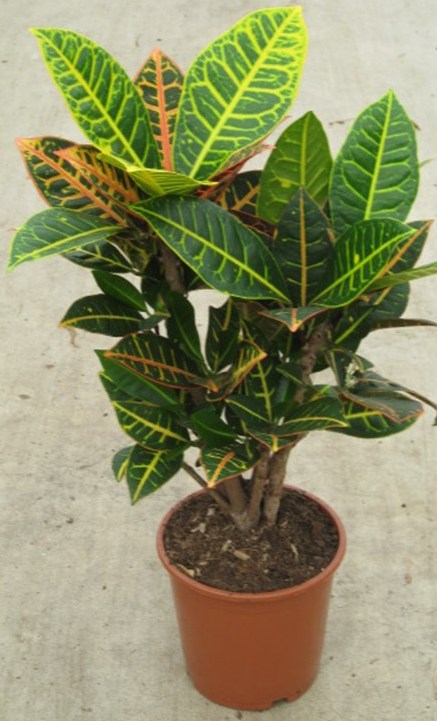 Codiaeum ´Petra´ - kroton 