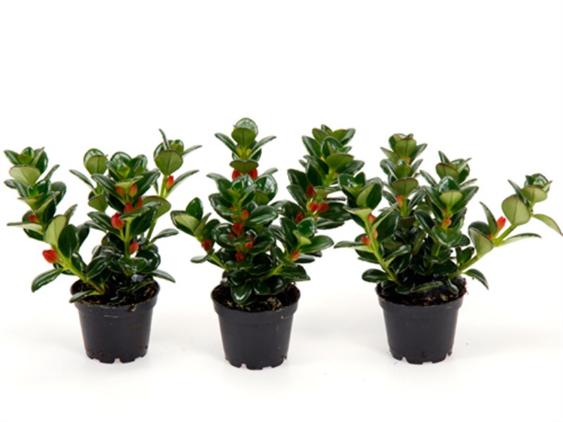Nemathanthus radicans (gregarius)