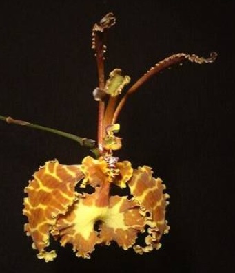 Psychopsis krameriana