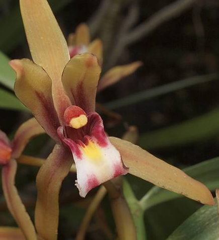 Cymbidium finlaysonianum