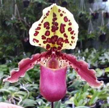 Paphiopedilum henryanum