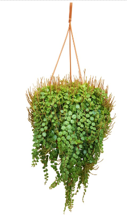 Peperomia prostrata