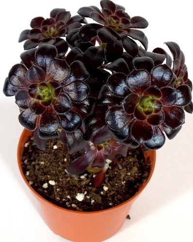 Aeonium arboreum ´Nigrum´