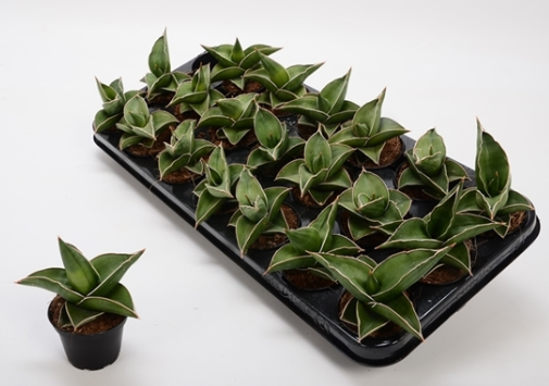 ŽIVÉ ROSTLINY - ostatní | Sansevieria ehrenbergii 'Samurai ...